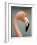 Pink Flamingo in Curacao, Netherlands Antilles, Caribbean, Central America-DeFreitas Michael-Framed Photographic Print