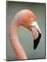 Pink Flamingo in Curacao, Netherlands Antilles, Caribbean, Central America-DeFreitas Michael-Mounted Photographic Print