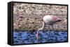 Pink Flamingo in the Salar De Atacama, Chile and Bolivia-Françoise Gaujour-Framed Stretched Canvas