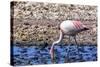 Pink Flamingo in the Salar De Atacama, Chile and Bolivia-Françoise Gaujour-Stretched Canvas