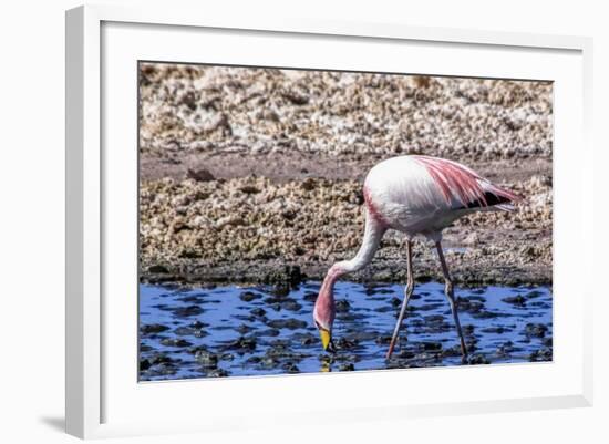 Pink Flamingo in the Salar De Atacama, Chile and Bolivia-Françoise Gaujour-Framed Photographic Print
