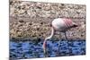 Pink Flamingo in the Salar De Atacama, Chile and Bolivia-Françoise Gaujour-Mounted Photographic Print