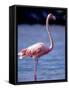 Pink Flamingo on Lake Goto Meer, Bonaire, Caribbean-Greg Johnston-Framed Stretched Canvas