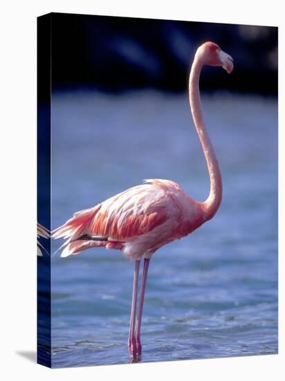 Pink Flamingo on Lake Goto Meer, Bonaire, Caribbean-Greg Johnston-Stretched Canvas