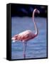 Pink Flamingo on Lake Goto Meer, Bonaire, Caribbean-Greg Johnston-Framed Stretched Canvas