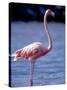 Pink Flamingo on Lake Goto Meer, Bonaire, Caribbean-Greg Johnston-Stretched Canvas