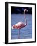 Pink Flamingo on Lake Goto Meer, Bonaire, Caribbean-Greg Johnston-Framed Photographic Print