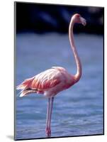 Pink Flamingo on Lake Goto Meer, Bonaire, Caribbean-Greg Johnston-Mounted Photographic Print