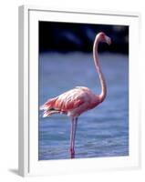 Pink Flamingo on Lake Goto Meer, Bonaire, Caribbean-Greg Johnston-Framed Photographic Print