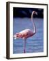 Pink Flamingo on Lake Goto Meer, Bonaire, Caribbean-Greg Johnston-Framed Photographic Print