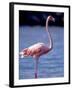 Pink Flamingo on Lake Goto Meer, Bonaire, Caribbean-Greg Johnston-Framed Photographic Print