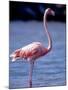 Pink Flamingo on Lake Goto Meer, Bonaire, Caribbean-Greg Johnston-Mounted Photographic Print