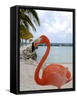 Pink Flamingo on Renaissance Island, Aruba, Caribbean-Lisa S. Engelbrecht-Framed Stretched Canvas
