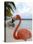Pink Flamingo on Renaissance Island, Aruba, Caribbean-Lisa S. Engelbrecht-Stretched Canvas