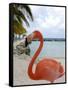 Pink Flamingo on Renaissance Island, Aruba, Caribbean-Lisa S. Engelbrecht-Framed Stretched Canvas