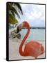 Pink Flamingo on Renaissance Island, Aruba, Caribbean-Lisa S. Engelbrecht-Framed Stretched Canvas