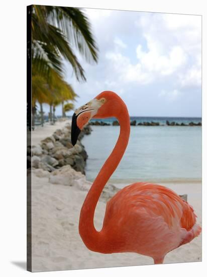 Pink Flamingo on Renaissance Island, Aruba, Caribbean-Lisa S. Engelbrecht-Stretched Canvas