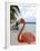 Pink Flamingo on Renaissance Island, Aruba, Caribbean-Lisa S. Engelbrecht-Framed Premium Photographic Print