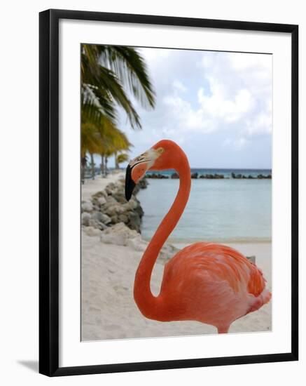 Pink Flamingo on Renaissance Island, Aruba, Caribbean-Lisa S. Engelbrecht-Framed Premium Photographic Print