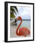 Pink Flamingo on Renaissance Island, Aruba, Caribbean-Lisa S. Engelbrecht-Framed Photographic Print