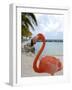 Pink Flamingo on Renaissance Island, Aruba, Caribbean-Lisa S. Engelbrecht-Framed Photographic Print