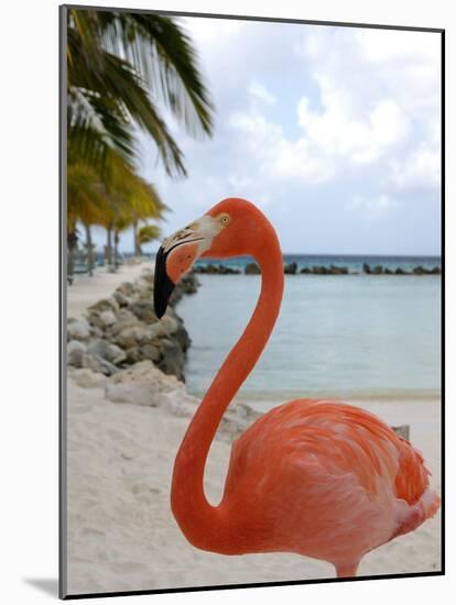 Pink Flamingo on Renaissance Island, Aruba, Caribbean-Lisa S. Engelbrecht-Mounted Photographic Print