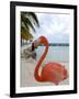 Pink Flamingo on Renaissance Island, Aruba, Caribbean-Lisa S. Engelbrecht-Framed Photographic Print