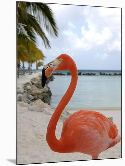 Pink Flamingo on Renaissance Island, Aruba, Caribbean-Lisa S. Engelbrecht-Mounted Photographic Print