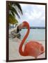 Pink Flamingo on Renaissance Island, Aruba, Caribbean-Lisa S. Engelbrecht-Framed Photographic Print