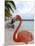 Pink Flamingo on Renaissance Island, Aruba, Caribbean-Lisa S. Engelbrecht-Mounted Photographic Print