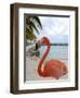 Pink Flamingo on Renaissance Island, Aruba, Caribbean-Lisa S. Engelbrecht-Framed Photographic Print