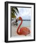 Pink Flamingo on Renaissance Island, Aruba, Caribbean-Lisa S. Engelbrecht-Framed Photographic Print