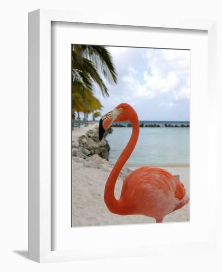 Pink Flamingo on Renaissance Island, Aruba, Caribbean-Lisa S. Engelbrecht-Framed Photographic Print