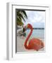 Pink Flamingo on Renaissance Island, Aruba, Caribbean-Lisa S. Engelbrecht-Framed Photographic Print