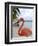 Pink Flamingo on Renaissance Island, Aruba, Caribbean-Lisa S. Engelbrecht-Framed Premium Photographic Print