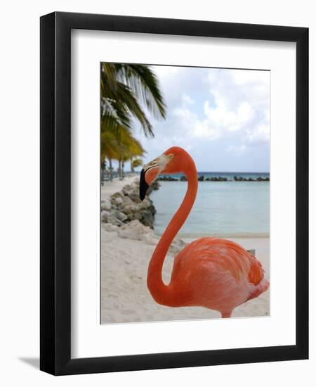 Pink Flamingo on Renaissance Island, Aruba, Caribbean-Lisa S. Engelbrecht-Framed Premium Photographic Print