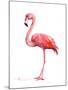 Pink Flamingo-Suren Nersisyan-Mounted Art Print