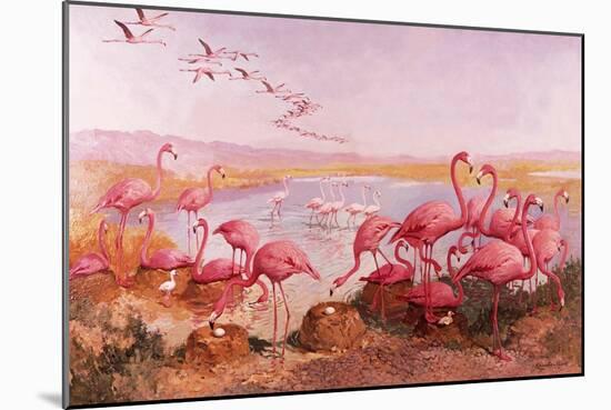 Pink Flamingoes-Syde-Mounted Giclee Print