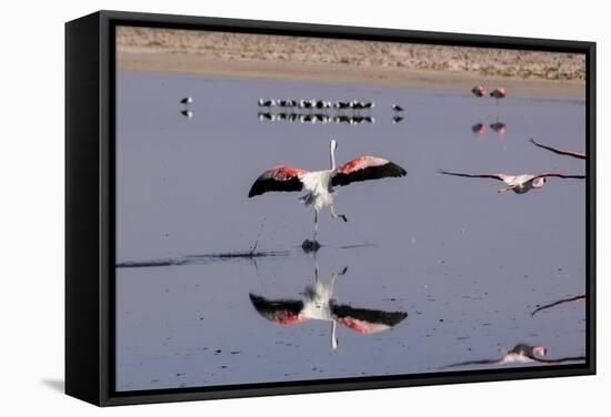 Pink Flamingos from the Andes in the Salar De Atacama, Chile and Bolivia-Françoise Gaujour-Framed Stretched Canvas