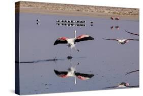 Pink Flamingos from the Andes in the Salar De Atacama, Chile and Bolivia-Françoise Gaujour-Stretched Canvas
