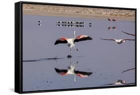 Pink Flamingos from the Andes in the Salar De Atacama, Chile and Bolivia-Françoise Gaujour-Framed Stretched Canvas