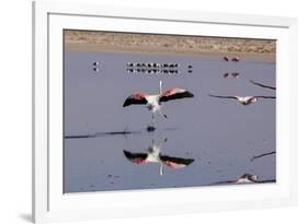 Pink Flamingos from the Andes in the Salar De Atacama, Chile and Bolivia-Françoise Gaujour-Framed Photographic Print