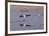 Pink Flamingos from the Andes in the Salar De Atacama, Chile and Bolivia-Françoise Gaujour-Framed Photographic Print