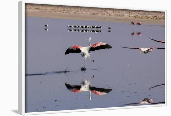 Pink Flamingos from the Andes in the Salar De Atacama, Chile and Bolivia-Françoise Gaujour-Framed Photographic Print