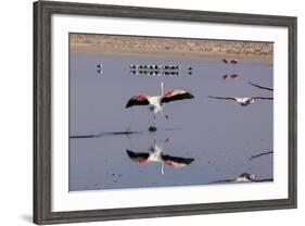 Pink Flamingos from the Andes in the Salar De Atacama, Chile and Bolivia-Françoise Gaujour-Framed Photographic Print