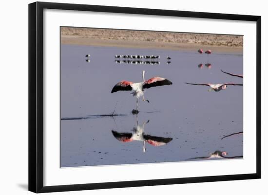 Pink Flamingos from the Andes in the Salar De Atacama, Chile and Bolivia-Françoise Gaujour-Framed Photographic Print