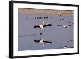 Pink Flamingos from the Andes in the Salar De Atacama, Chile and Bolivia-Françoise Gaujour-Framed Photographic Print