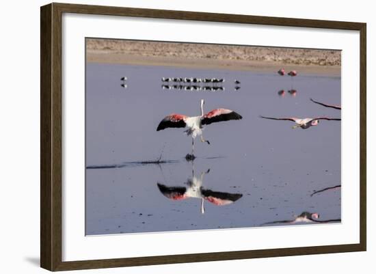 Pink Flamingos from the Andes in the Salar De Atacama, Chile and Bolivia-Françoise Gaujour-Framed Photographic Print