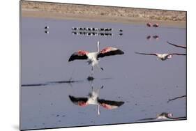 Pink Flamingos from the Andes in the Salar De Atacama, Chile and Bolivia-Françoise Gaujour-Mounted Photographic Print