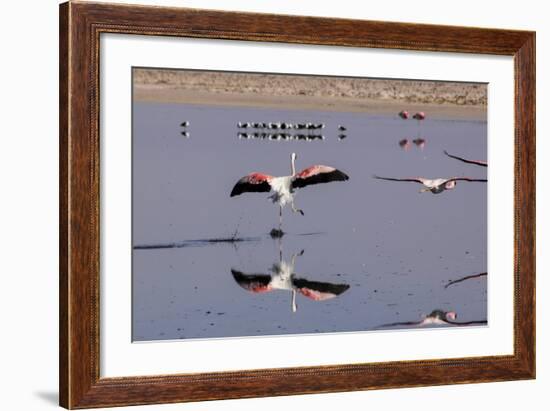 Pink Flamingos from the Andes in the Salar De Atacama, Chile and Bolivia-Françoise Gaujour-Framed Photographic Print